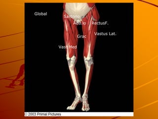 Global
           Sartorio
               Adu.lo      RectusF.

                            Vastus Lat.
                    Grac

         Vast.Med
 