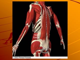 TA +
Fascia
 