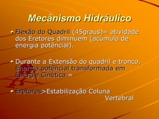 Mecânismo Hidráulico
Flexão do Quadril (45graus)= atividade
dos Eretores diminuem (acúmulo de
energia potêncial).

Durante a Extensão do quadril e tronco,
Energia potêncial transformada em
Energia Cinética =

Eretores>Estabilização Coluna
                            Vertebral
 