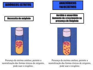 AERÓBICOS ESTRITOS ANAERÓBICOS
FACULTATIVOS
Necessita de oxigênio
Aeróbio e anaeróbio
Aumento do crescimento na
presença de Oxigênio
Presença da enzima catalase, permite a
neutralização das formas tóxicas de oxigenio,
pode usar o oxigênio.
Presença da enzima catalase, permite a
neutralização das formas tóxicas de oxigenio,
pode usar o oxigênio.
 