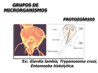 GRUPOS DE
MICRORGANISMOS
Ex: Giardia lambia, Trypanosoma cruzi,
Entamoeba histolytica.
PROTOZOÁRIOS
 