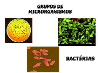 GRUPOS DE
MICRORGANISMOS
BACTÉRIAS
 