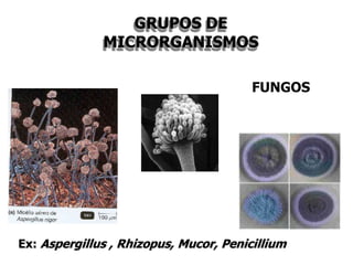 GRUPOS DE
MICRORGANISMOS
FUNGOS
Ex: Aspergillus , Rhizopus, Mucor, Penicillium
 