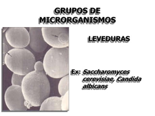GRUPOS DE
MICRORGANISMOS
LEVEDURAS
Ex: Saccharomyces
cerevisiae, Candida
albicans
 