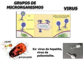 GRUPOS DE
MICRORGANISMOS VIRUS
Ex: virus da hepatite,
virus da
poliomielite.
 