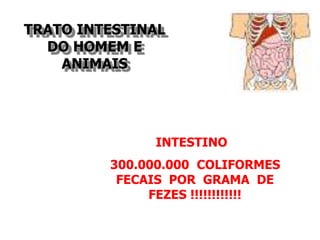 TRATO INTESTINAL
DO HOMEM E
ANIMAIS
INTESTINO
300.000.000 COLIFORMES
FECAIS POR GRAMA DE
FEZES !!!!!!!!!!!!
 