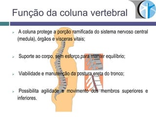 Função da coluna vertebral
 A coluna protege a porção ramificada do sistema nervoso central
(medula), órgãos e vísceras vitais;
 Suporte ao corpo, sem esforço,para manter equilíbrio;
 Viabilidade e manutenção da postura ereta do tronco;
 Possibilita agilidade e movimento dos membros superiores e
inferiores.
 