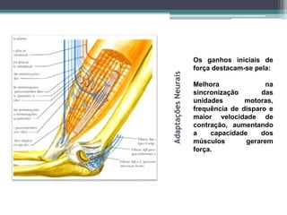 AdaptaçõesNeurais
Os ganhos iniciais de
força destacam-se pela:
Melhora na
sincronização das
unidades motoras,
frequência de disparo e
maior velocidade de
contração, aumentando
a capacidade dos
músculos gerarem
força.
 