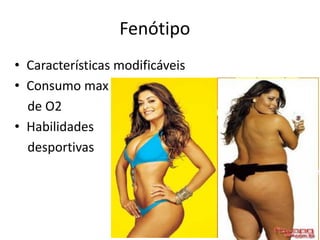 Fenótipo
• Características modificáveis
• Consumo max
de O2
• Habilidades
desportivas
 