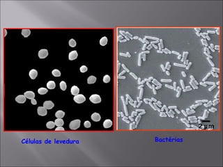 Células de levedura Bactérias
 