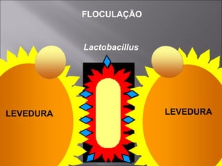 Lactobacillus
LEVEDURA LEVEDURA
FLOCULAÇÃO
 