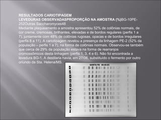 RESULTADOS CARIOTIPAGEM
LEVEDURAS OBSERVADASPROPORÇÃO NA AMOSTRA (%)BG-10PE-
252Outras Saccharomyces48
Mediante plaqueamento a amostra apresentou 52% de colônias normais, de
cor creme, cremosas, brilhantes, elevadas e de bordos regulares (perfis 1 a
7), juntamente com 48% de colônias rugosas, opacas e de bordos irregulares
(perfis 8 a 11). A cariotipagem revelou a presença da linhagem PE-2 (52% da
população – perfis 1 a 7), na forma de colônias normais. Observou-se também
que cerca de 29% da população estava na forma de rearranjos
cromossômicos desta linhagem (perfis 1, 3, 4 e 6). Não foi encontrada a
levedura BG-1. A destilaria havia, em 27/06, substituído o fermento por outro
oriundo da Sta. Helena/MS.
 