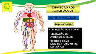 VIA PELE-MUCOSAS
• DILATAÇÃO DOS POROS
• DILATAÇÃO DE
ARTÉRIAS E VEIAS
• TECIDOS COMO
MEIO DE TRANSPORTE
DO TÓXICO
EXPOSIÇÃO AOS
AGROTÓXICOS
Ampla absorção
 