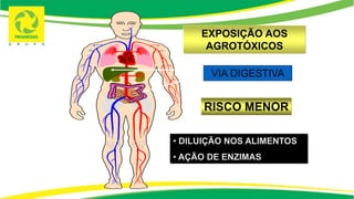 VIA DIGESTIVA
• DILUIÇÃO NOS ALIMENTOS
• AÇÃO DE ENZIMAS
EXPOSIÇÃO AOS
AGROTÓXICOS
RISCO MENOR
 