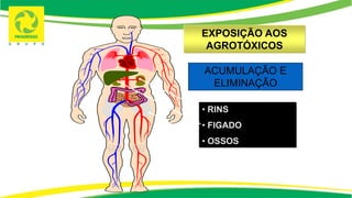 ACUMULAÇÃO E
ELIMINAÇÃO
• RINS
• FIGADO
• OSSOS
EXPOSIÇÃO AOS
AGROTÓXICOS
 