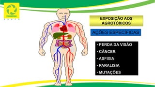 AÇÕES ESPECÍFICAS
• PERDA DA VISÃO
• CÂNCER
• ASFIXIA
• PARALISIA
• MUTAÇÕES
EXPOSIÇÃO AOS
AGROTÓXICOS
 