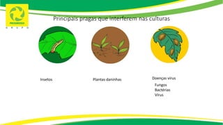 Principais pragas que interferem nas culturas
Insetos Plantas daninhas Doenças vírus
Fungos
Bactérias
Vírus
 