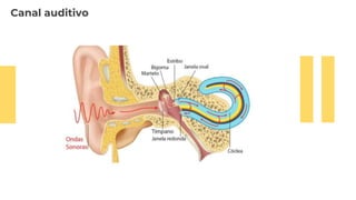 Canal auditivo
 