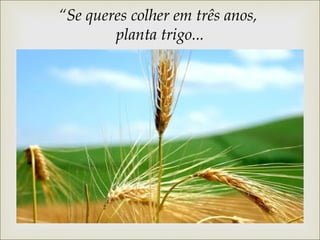 “Se queres colher em três anos, 
planta trigo... 
 
 