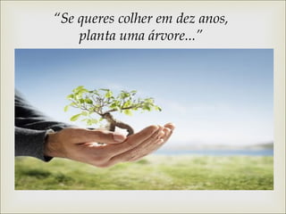 “Se queres colher em dez anos, 
planta uma árvore...” 
 
 