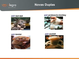 Novas Duplas pair- aye-aye pair -tarsier pair- proboscis-monkey pair- axolotl 