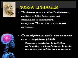 Nossa Linhagem
• Devido a essas similaridades,
  existe a hipótese que os
  macacos e humanos        www.skulls-skeletons.com

  compartilham um ancestral
  comum.

• Essa hipótese pode ser testada
  com o registro fóssil.
   – Quando o registro fóssil fica
     mais velho, os hominídeos fosseis
     são mais parecidos aos macacos.
 