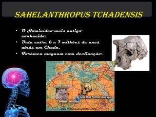 Sahelanthropus tchadensis
•   O Hominídeo mais antigo
                                                www.talkorigins.org
    conhecido.
•   Data entre 6 a 7 milhões de anos
    atrás em Chade.
•   Forâmen magnum com declinação.




                   www.bradshawfoundation.com
 