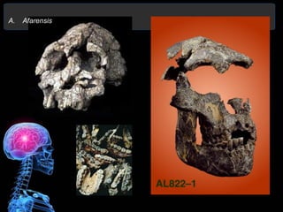 A.   Afarensis
 