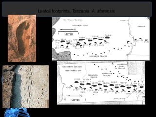 Laetoli footprints, Tanzania: A. afarensis
 