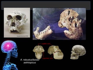A. robustus/boisei/
    aethiiopicus      Modern
 
