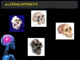 Australopithicus
1.5 mya

                                 Homo habilis




                                         Australopithecus africanus


2 mya



           Australopithecus afarensis




4 mya
                                                  www.portalciencia.net/
                                                  www.skullsunlimited.com
 