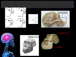 Australopithecus




             Modern human




                                                      www.peteducation.com
                                                      www.carolina.com
                            Robust Australopithecus
                                                      anthro.palomar.edu
Chimpanzee                                            www.talkorigins.org
 