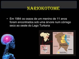 Nariokotome

• Em 1984 os ossos de um menino de 11 anos
  foram encontrados sob uma árvore num córrego
  seco ao oeste do Lago Turkana
 