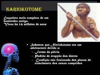 Nariokotome
Esqueleto mais completo de um
hominídeo antigo.
Viveu há 1.6 milhões de anos




              • Sabemos que Nariokotome era um
                adolescente devido a:
                 – Forma da pélvis
                 – Padrão de erupção dos dentes
                 – Condição não fusionada das placas de
                   crescimento dos ossos compridos
 