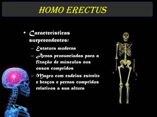 Homo erectus

• Características
  surpreendentes:
  – Estatura moderna
  – Áreas pronunciadas para a
    fixação de músculos nos
    ossos compridos
  – Magro com cadeias estreitas,
    e braços e pernas compridos
    relativos a sua altura
 