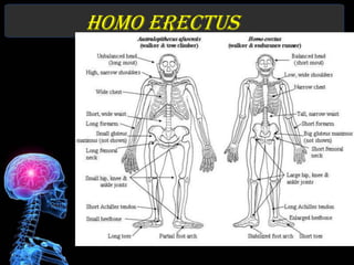 Homo erectus
 