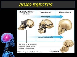 Homo erectus
 