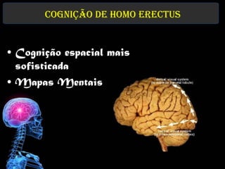 Cognição de Homo erectus


• Cognição espacial mais
  sofisticada
• Mapas Mentais
 