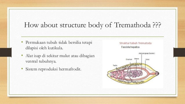 Trematoda