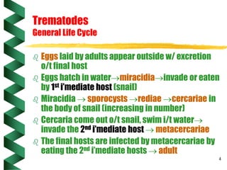 Trematoda | PPT