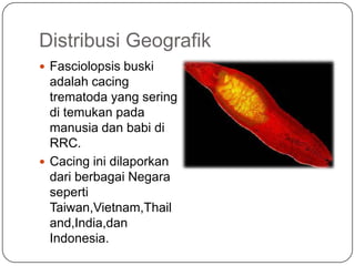 Distribusi Geografik
 Fasciolopsis buski
  adalah cacing
  trematoda yang sering
  di temukan pada
  manusia dan babi di
  RRC.
 Cacing ini dilaporkan
  dari berbagai Negara
  seperti
  Taiwan,Vietnam,Thail
  and,India,dan
  Indonesia.
 