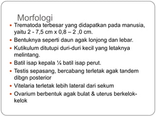 Morfologi
 Trematoda terbesar yang didapatkan pada manusia,
    yaitu 2 - 7,5 cm x 0,8 – 2 ,0 cm.
   Bentuknya seperti daun agak lonjong dan lebar.
   Kutikulum ditutupi duri-duri kecil yang letaknya
    melintang.
   Batil isap kepala ¼ batil isap perut.
   Testis sepasang, bercabang terletak agak tandem
    dibgn posterior
   Vitelaria terletak lebih lateral dari sekum
   Ovarium berbentuk agak bulat & uterus berkelok-
    kelok
 