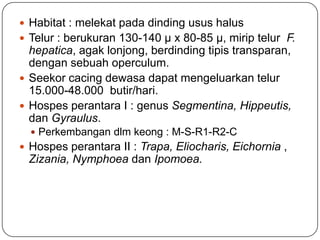  Habitat : melekat pada dinding usus halus
 Telur : berukuran 130-140 µ x 80-85 µ, mirip telur F.
  hepatica, agak lonjong, berdinding tipis transparan,
  dengan sebuah operculum.
 Seekor cacing dewasa dapat mengeluarkan telur
  15.000-48.000 butir/hari.
 Hospes perantara I : genus Segmentina, Hippeutis,
  dan Gyraulus.
   Perkembangan dlm keong : M-S-R1-R2-C
 Hospes perantara II : Trapa, Eliocharis, Eichornia ,
 Zizania, Nymphoea dan Ipomoea.
 