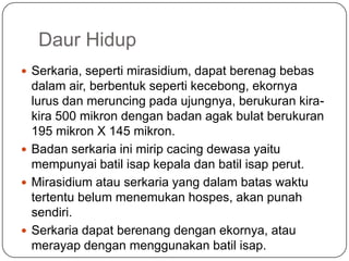 Daur Hidup
 Serkaria, seperti mirasidium, dapat berenag bebas
  dalam air, berbentuk seperti kecebong, ekornya
  lurus dan meruncing pada ujungnya, berukuran kira-
  kira 500 mikron dengan badan agak bulat berukuran
  195 mikron X 145 mikron.
 Badan serkaria ini mirip cacing dewasa yaitu
  mempunyai batil isap kepala dan batil isap perut.
 Mirasidium atau serkaria yang dalam batas waktu
  tertentu belum menemukan hospes, akan punah
  sendiri.
 Serkaria dapat berenang dengan ekornya, atau
  merayap dengan menggunakan batil isap.
 