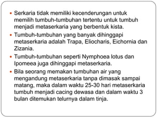  Serkaria tidak memiliki kecenderungan untuk
  memilih tumbuh-tumbuhan tertentu untuk tumbuh
  menjadi metaserkaria yang berbentuk kista.
 Tumbuh-tumbuhan yang banyak dihinggapi
  metaserkaria adalah Trapa, Eliocharis, Eichornia dan
  Zizania.
 Tumbuh-tumbuhan seperti Nymphoea lotus dan
  Ipomeea juga dihinggapi metaserkaria.
 Bila seorang memakan tumbuhan air yang
  mengandung metaserkaria tanpa dimasak sampai
  matang, maka dalam waktu 25-30 hari metaserkaria
  tumbuh menjadi cacing dewasa dan dalam waktu 3
  bulan ditemukan telurnya dalam tinja.
 