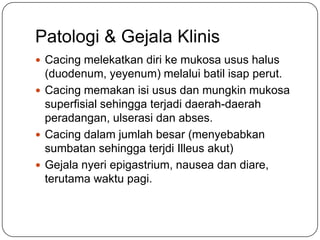 Patologi & Gejala Klinis
 Cacing melekatkan diri ke mukosa usus halus
  (duodenum, yeyenum) melalui batil isap perut.
 Cacing memakan isi usus dan mungkin mukosa
  superfisial sehingga terjadi daerah-daerah
  peradangan, ulserasi dan abses.
 Cacing dalam jumlah besar (menyebabkan
  sumbatan sehingga terjdi Illeus akut)
 Gejala nyeri epigastrium, nausea dan diare,
  terutama waktu pagi.
 