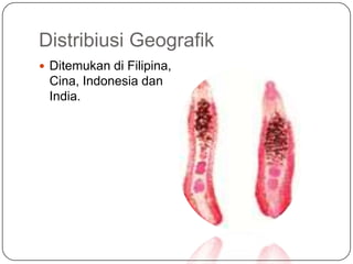 Distribiusi Geografik
 Ditemukan di Filipina,
 Cina, Indonesia dan
 India.
 