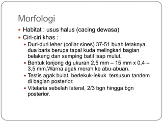 Morfologi
 Habitat : usus halus (cacing dewasa)
 Ciri-ciri khas :
   Duri-duri leher (collar sines) 37-51 buah letaknya
    dua baris berupa tapal kuda melingkari bagian
    belakang dan samping batil isap mulut.
   Bentuk lonjong dg ukuran 2,5 mm – 15 mm x 0,4 –
    3,5 mm.Warna agak merah ke abu-abuan.
   Testis agak bulat, berlekuk-lekuk tersusun tandem
    di bagian posterior.
   Vitelaria sebelah lateral, 2/3 bgn hingga bgn
    posterior.
 