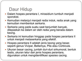 Daur Hidup
 Dalam hospes perantara I, mirasidium tumbuh menjadi
    sporokist.
   Kemudian melanjut menjadi redia induk, redia anak yang
    kemudian membentuk serkaria.
   Serkaria yang pada suatu saat berjumlah banyak,
    dilepaskan ke dalam air oleh redia yang berada dalam
    keong.
   Serkaria ini kemudian hinggap pada hospes perantara II
    untuk menjadi metaserkaria yang efektif.
   Hospes perantara II adalah jenis keong yang besar,
    seperti genus Vivipar, Bellamya, Pila atau Corbicula.
   Ukuran besar cacing, jumlah duri-duri sirkumoral, bentuk
    testis, ukuran telur dan jenis hospes perantara,
    digunakan untuk mengidentifikasi spesies cacing.
 