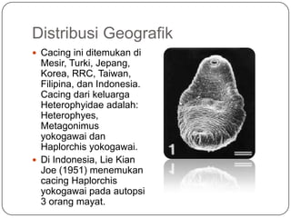 Distribusi Geografik
 Cacing ini ditemukan di
  Mesir, Turki, Jepang,
  Korea, RRC, Taiwan,
  Filipina, dan Indonesia.
  Cacing dari keluarga
  Heterophyidae adalah:
  Heterophyes,
  Metagonimus
  yokogawai dan
  Haplorchis yokogawai.
 Di Indonesia, Lie Kian
  Joe (1951) menemukan
  cacing Haplorchis
  yokogawai pada autopsi
  3 orang mayat.
 